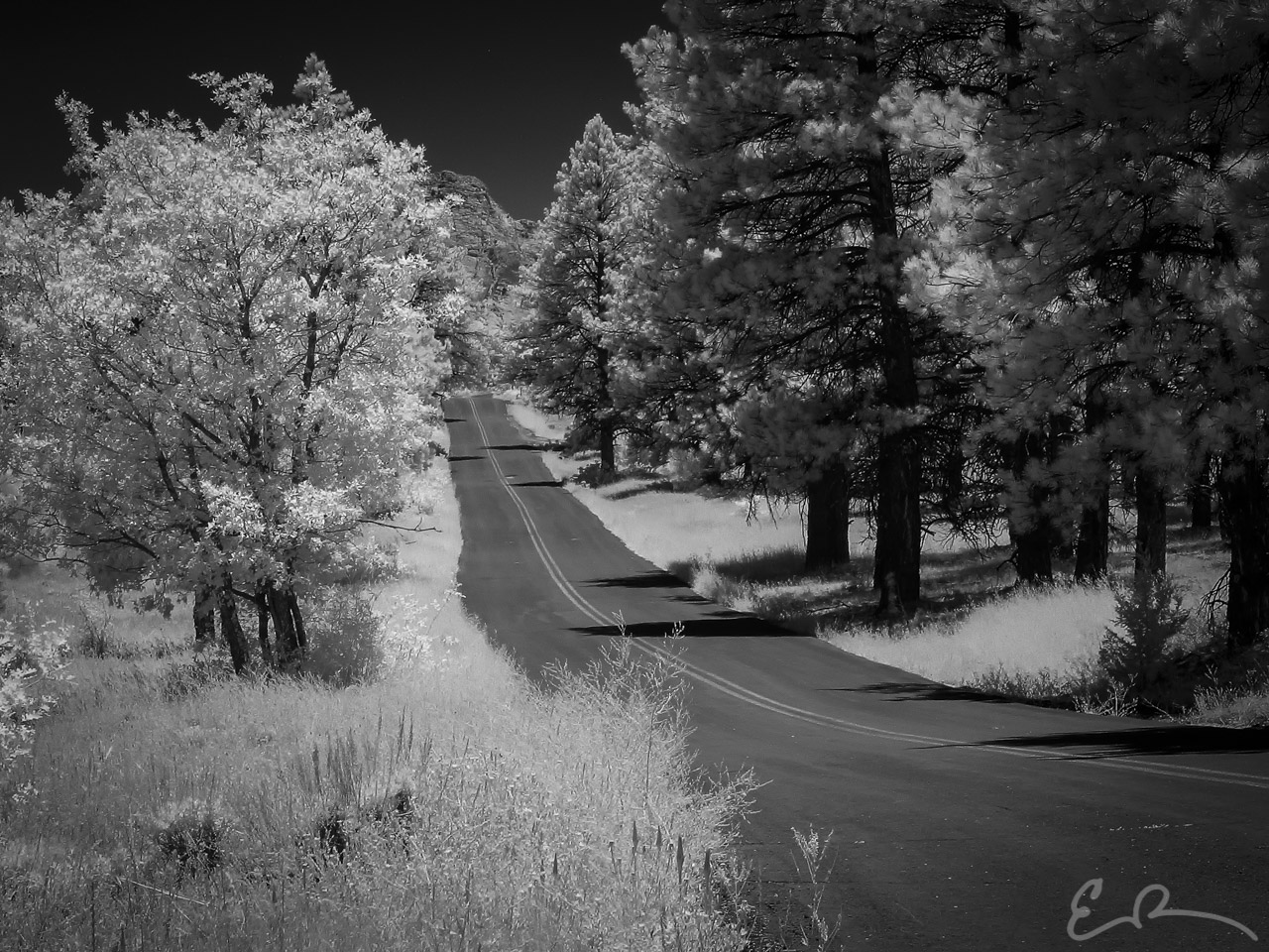 Through the Woods Infrared