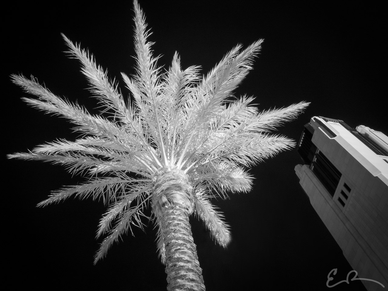 Smith Center Palm in Infrared