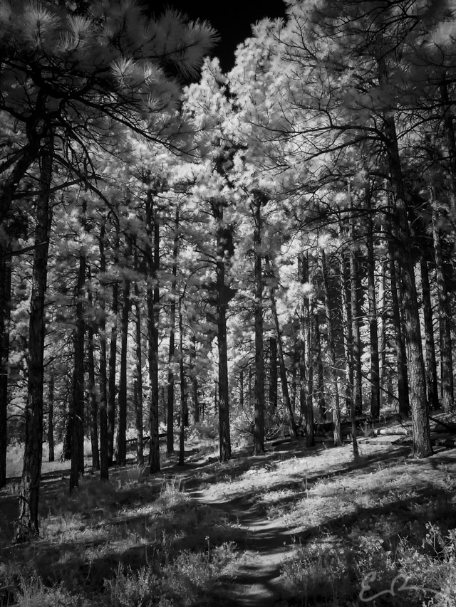 Through the Trees in Infrared