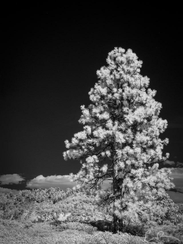 Old Guard in Infrared