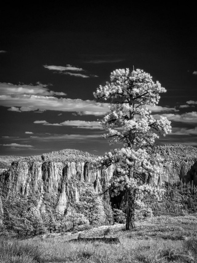 Old Guard in Infrared II