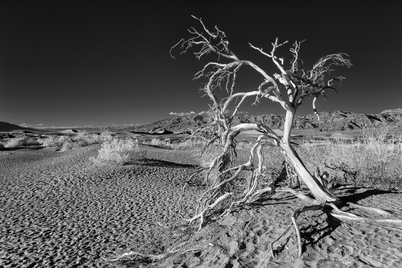 Ghosts of the Mesquite Flat Sand Dunes