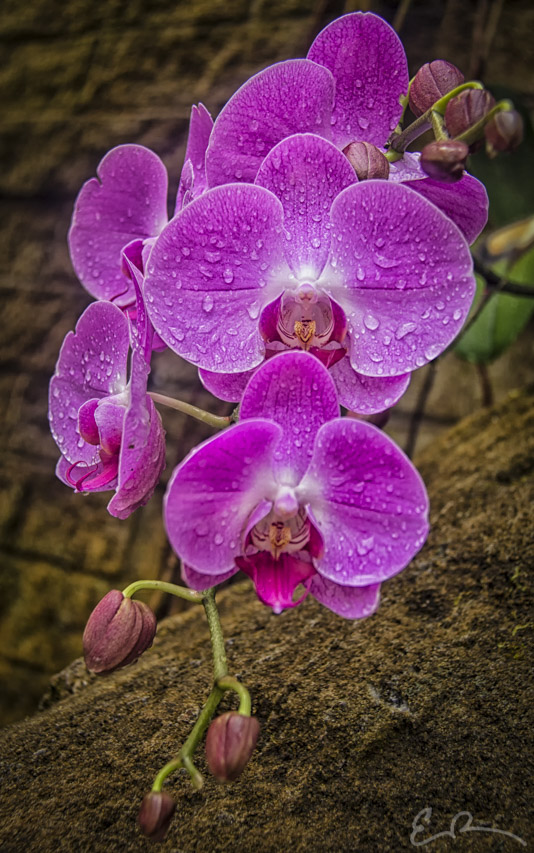 Arboretum Orchid