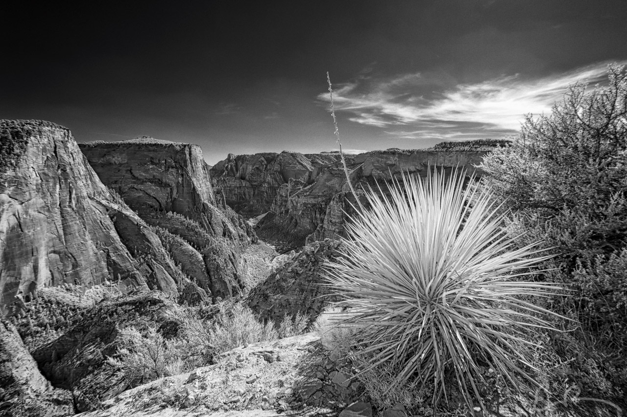 Zion's Observation Point Trail III