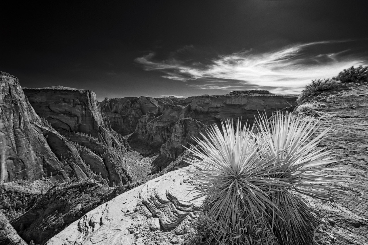 Zion's Observation Point Trail IV