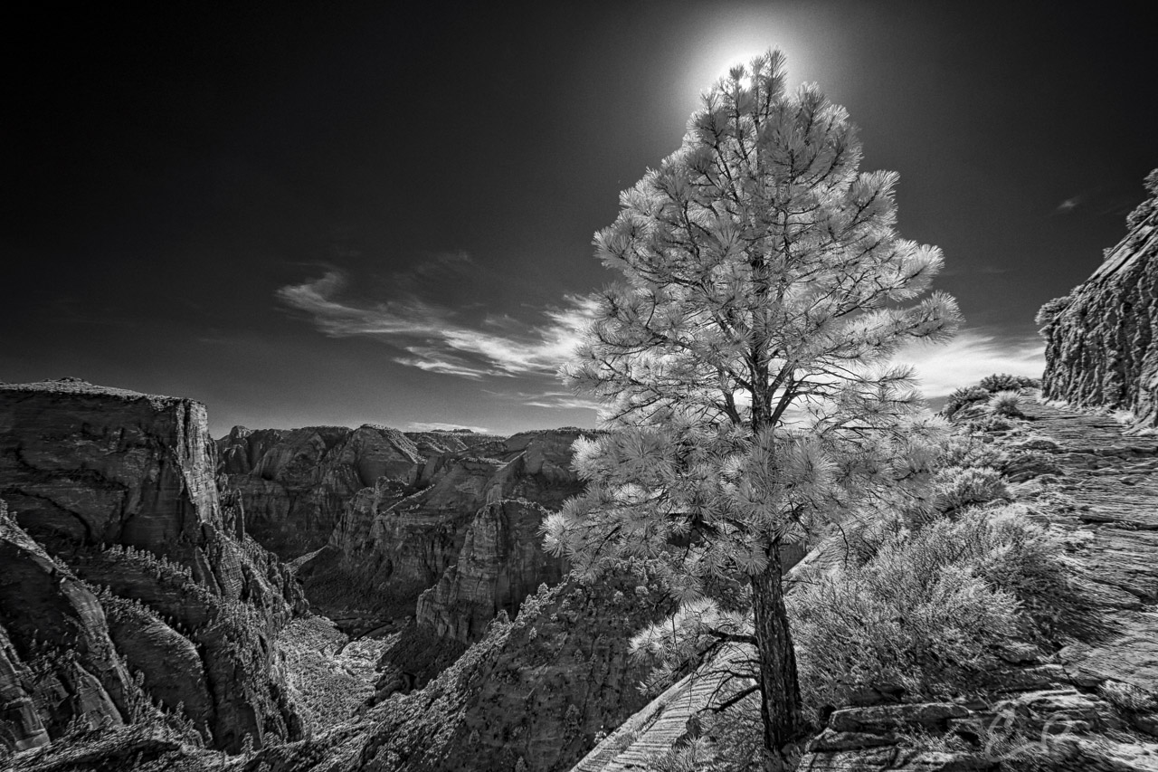 Zion's Observation Point Trail V