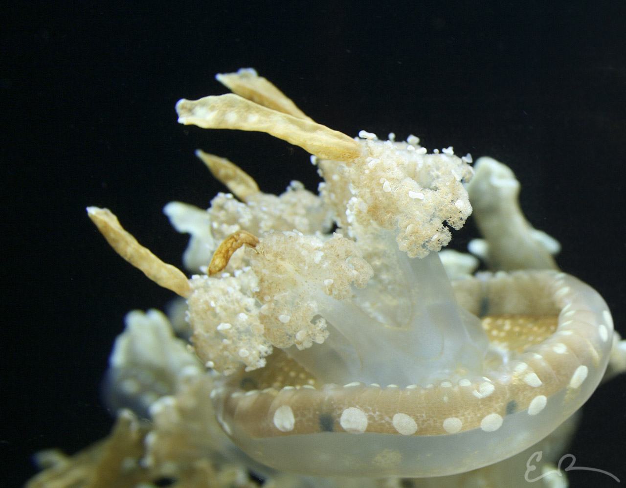 More White Jellyfish